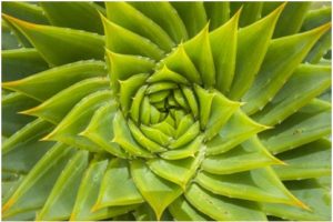 THE MIGHTY ALOE VERA PLANT